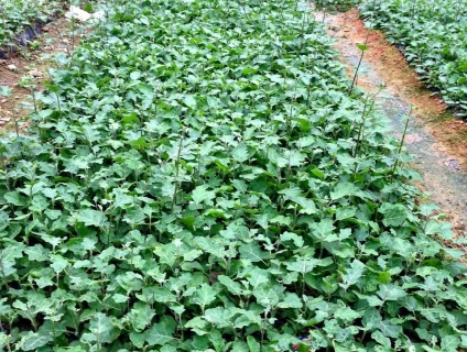 Mua & Bán - Chuyên Cung Cấp Cây Dược Liệu " Cà Gai Leo, Đinh Lăng, Ba Kích " Toàn Quốc