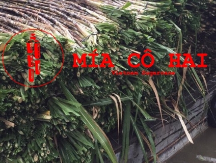 Bán Mía Cần Thơ cho Sài Gòn Miền Bắc Miền Trung