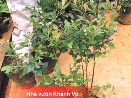 Cây việt quất - lợi ích vàng