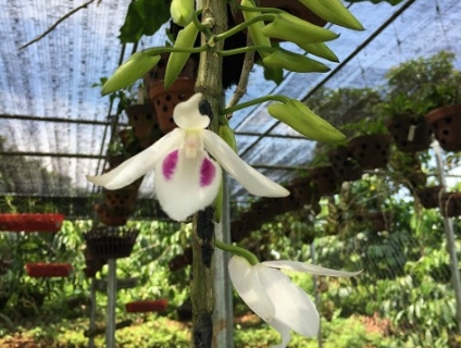 Cần bán phong lan rừng 5ct phú thọ