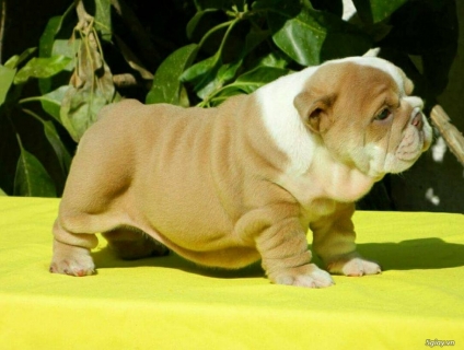 Bull Anh cần tìm nhà mới