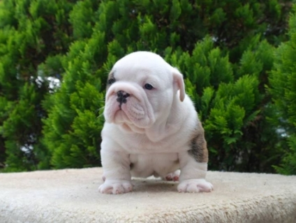 bull anh 60 ngày cần tìm chủ nhân mới