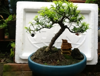 can ban mai kien thuỷ kim giòn dáng thế tiểu cảnh