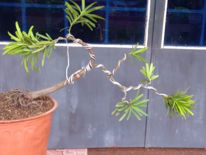 cần bán cây tùng dáng đỗ phong thuỷ goc =ngón chân cái