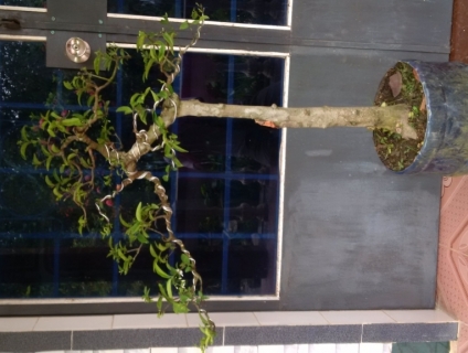 ban cay mai chieu thuy trực lắc tàn đều