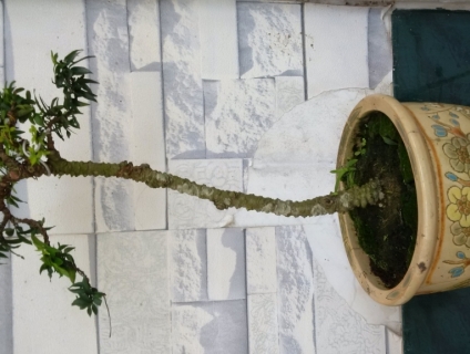 ban cay kim thanh mai