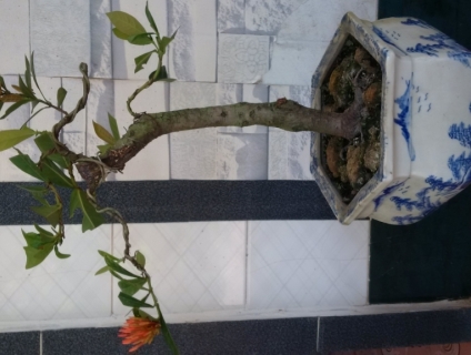 cần ban cay trang hong la trung