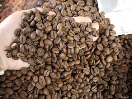 Cafe hạt nguyên chất xuất khẩu giá sỉ tại Sài Gòn