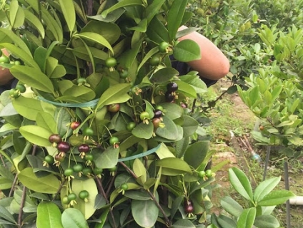 Cherry Bzazil - Cây ăn quả đẹp, lạ, dễ trồng tại nhà