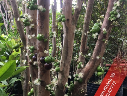Nho thân gỗ - Cây ăn trái độc đáo