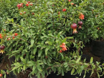 Lựu đỏ ai cập đang sốt