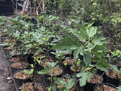 Cây sung Mỹ cho quả sai trĩu cành, thơm ngon