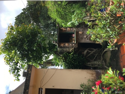 Cần bán cây Đa Lâm Vồ hơn 40 tuổi