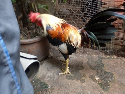 Gà nồi mỹ lai peru