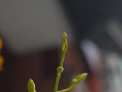 Nikon 35-70mm f3.3-4.5 Macro