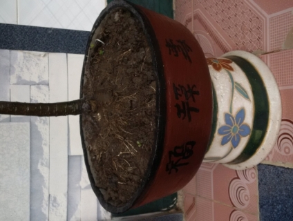 ban cay trang đỏ 1 cot thuan chau