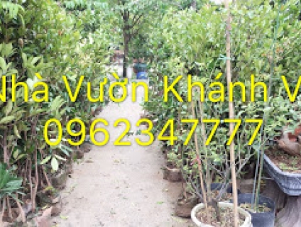 CHERRY CẬP BẾN SỐ LƯỢNG KHỦNG