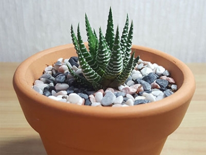 Sen Đá phong thủy cực đẹp đồng giá 15k