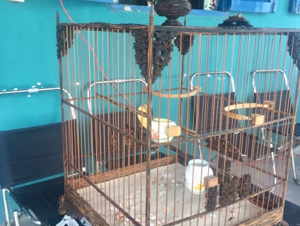 Thanh Lý Lồng Trạm Chào Mào