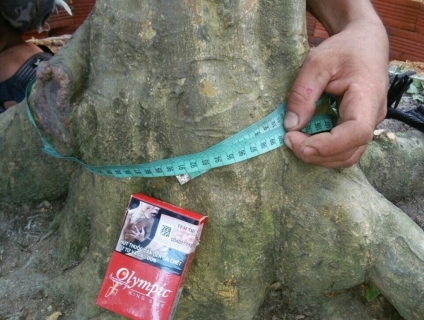 Bán gốc mai vàng cổ, đế cực khủng tại Tiền Giang