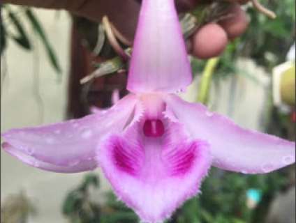 Bán hoa lan đẹp tại Hà Nội