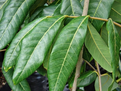 6 kinh nghiệm đi xe ô tô mà không bị say xe