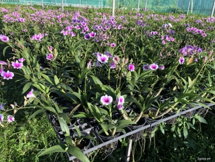 Toán quốc - Vườn Lan Kỳ Anh - Dendro Mini Yaya bụi đẹp giá tốt