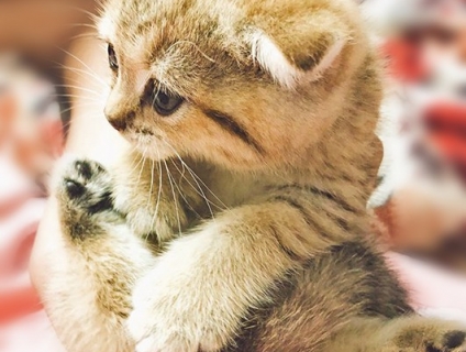 HCM- Cần bán bầy scottish golden siêu cute