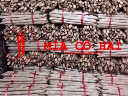 Mía Cô Hai chuyên cung cấp Mía Xuất Khẩu