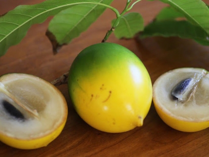 Lạ lùng vú sữa vỏ vàng đắt gấp 10 lần vú sữa Việt gây 'sốt' thị trường