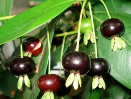 Cherry Brazil  trồng chậu, dễ trồng tại nhà