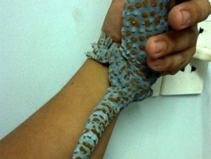 Biên Hòa:Bìm Bịp,Tắc Kè,Mối,Sao Biển,Rắn... Hotline 01999.551.551 Giao Hàng Toàn Quốc