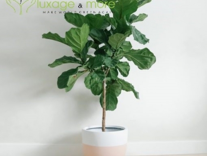 Cây Cảnh nội ngoại thất , cây cảnh để bàn  , tiểu cảnh terrarium