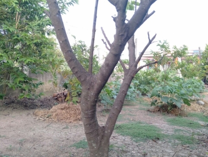 Gốc cây khế ngọt 5 năm tuổi