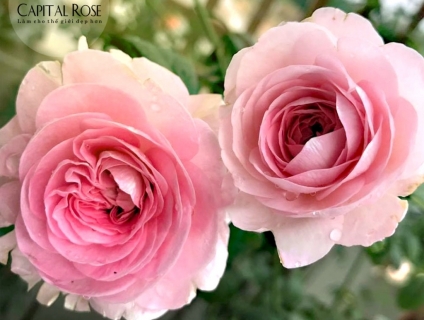 Tư vấn những loại hoa hồng ngoại đẹp nhất