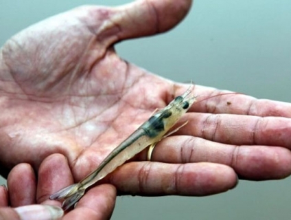 Cách phòng và trị các bệnh đường ruột nuôi tôm hiệu quả