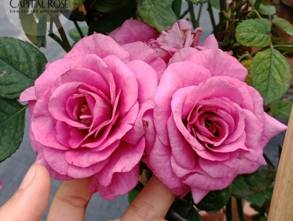 Hồng Tezza Tím – Hoa hồng bụi nhiệt đới căng tràn sức sống