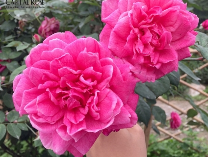 Hoa hồng cổ Sapa – Hoa hồng thân gỗ rực rỡ xứ Tây Bắc