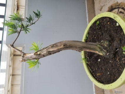 Vạn niên tùng dáng đẹp gốc to khỏe