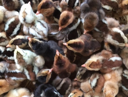 Cơ sở cung cấp giống gà ta thả vườn Thanh Bình Gò Công,Tiền Giang