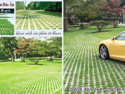 6 Loại Khuôn Trồng Cỏ Được Ưa Chuộng Nhất Năm 2020