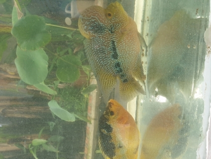 Bán cặp cá La Hán bố mẹ, đang nuôi thiên nhiên, đẻ 1 lứa