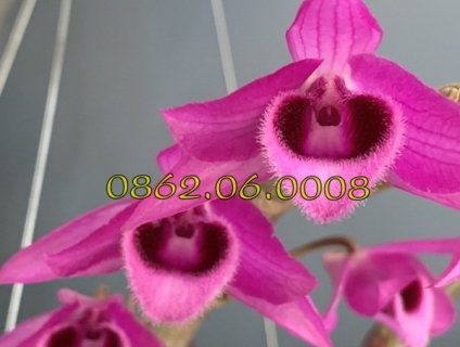 Lan Trầm DH93 - Kie 51