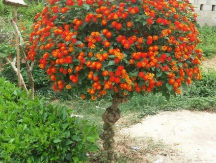 Biên Hòa bán hoa 5S