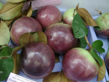 Giá cây giống vú sữa lò rèn tại Bình Long