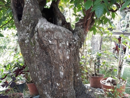 Khế Chua Việt Nam Ơi!..