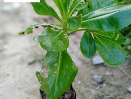 cung cấp cây công trình cây phong ba, lưỡi hổ...tại đà nẵng