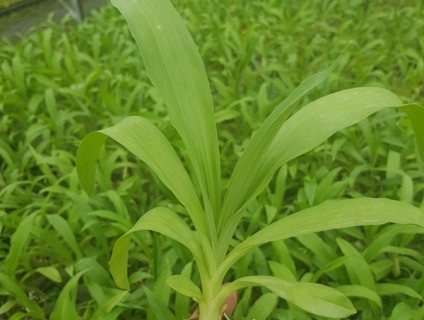 Lan Thiên Nga (trên 6 tháng)