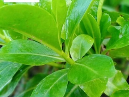 bán cây phong ba giá rẻ tại đà nẵng