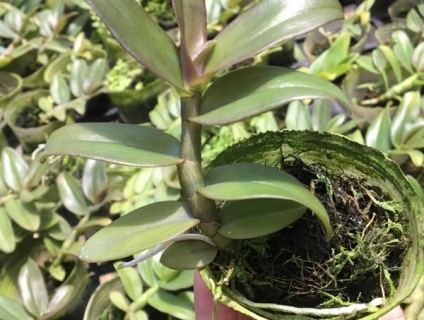 Lan giả hạc Thác Bay (trên 6 tháng)